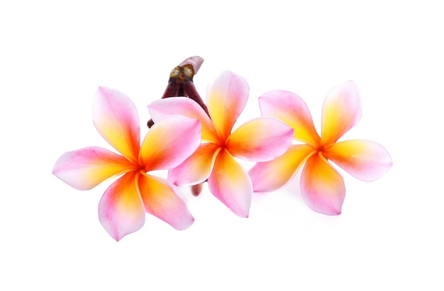 Frangipani plumeria isolated on white background