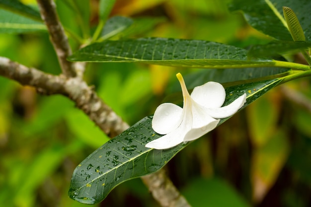 Frangipani tropical flower growing outdoors in thailand.