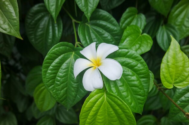 Frangipani Tropical Spa Flower Plumeria in spring and summer time