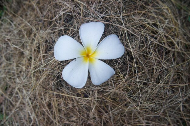 Frangipani Tropical Spa Flower Plumeria in spring and summer time