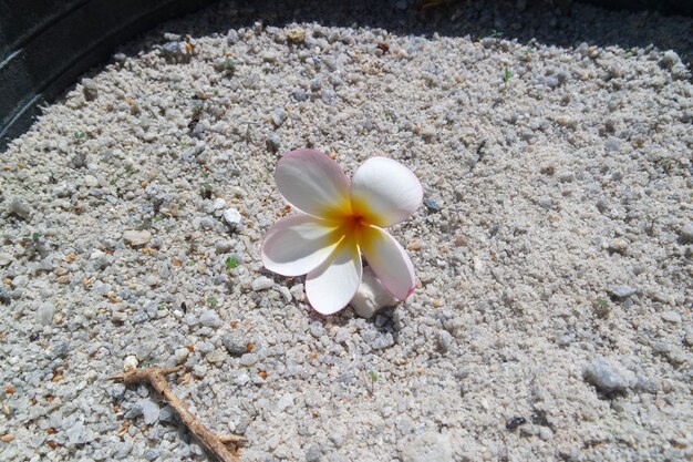 Frangipani Tropical Spa Flower Plumeria