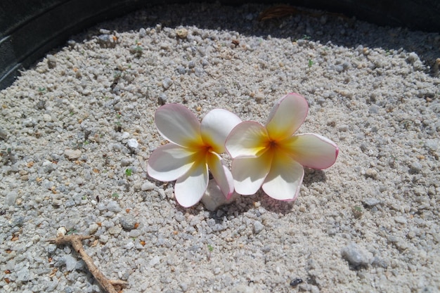 Frangipani Tropical Spa Flower Plumeria