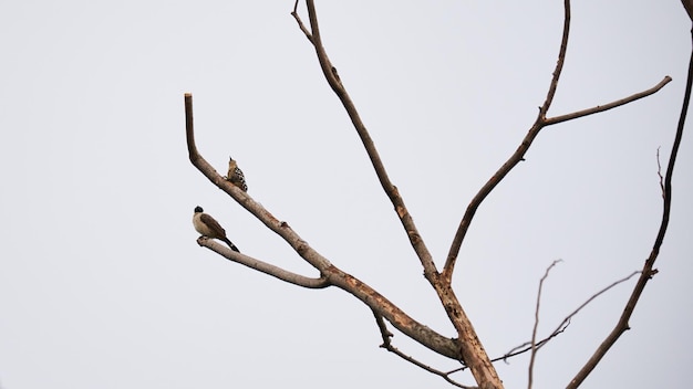 Freckle-breasted woodpecker bird and sooty-headed Bulbul perches on a tree trunk along