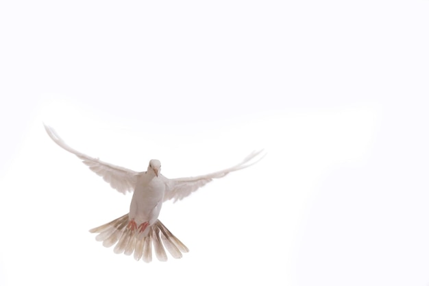 A free flying white dove isolated on a black background Bird of peace Pigeon mail