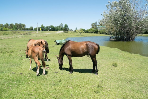 Free horses in the countryside