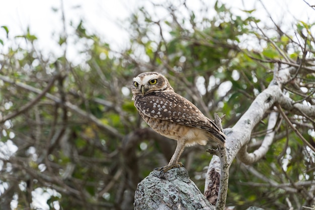 Free owl in the wild watching over the branches of a tree in Rio das Ostras in Rio de Janeiro.