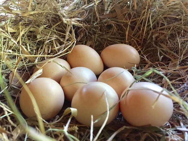 free-range chicken eggs in the nest egg laying basket