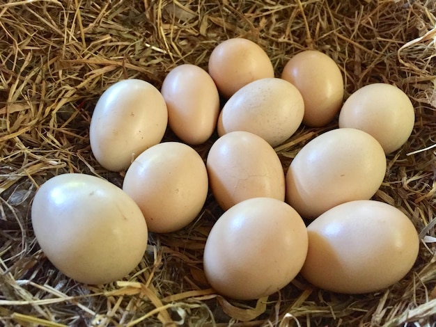 free-range chicken eggs in the nest egg laying basket