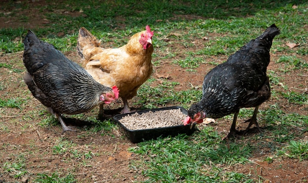 Free-range chicken feeding on Pellets feed in a grass in the field