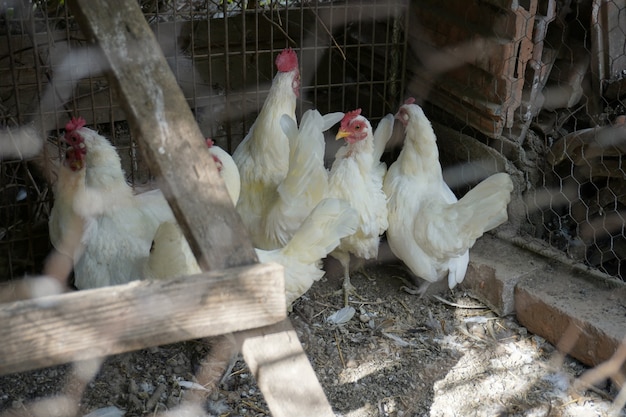 Free range chicken on a traditional poultry farm