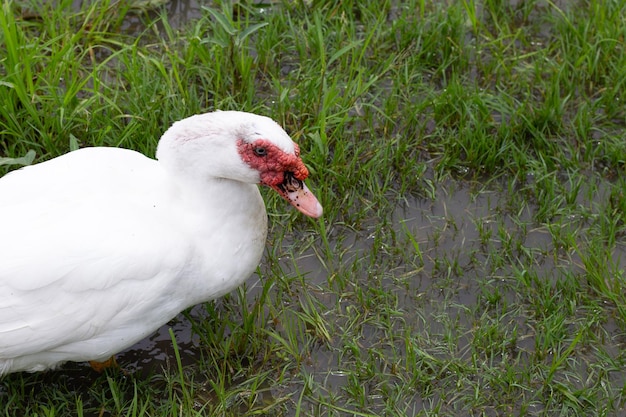 Free range duck farm Natural organic duck