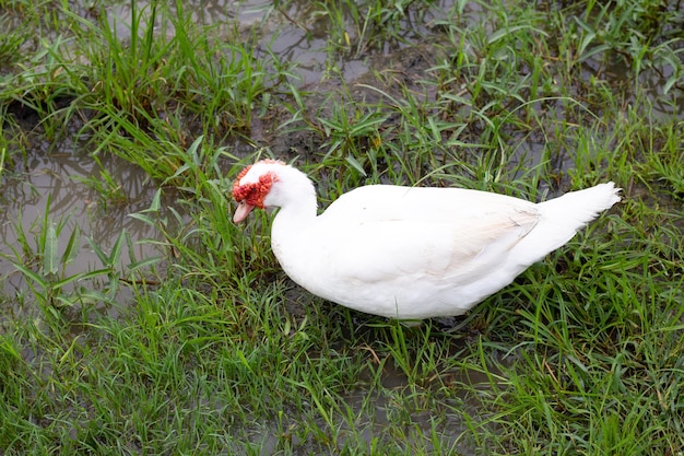 Free range duck farm Natural organic duck