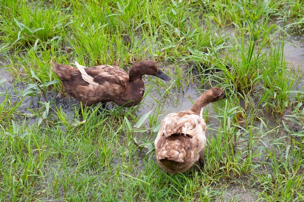 Free range duck farm Natural organic duck