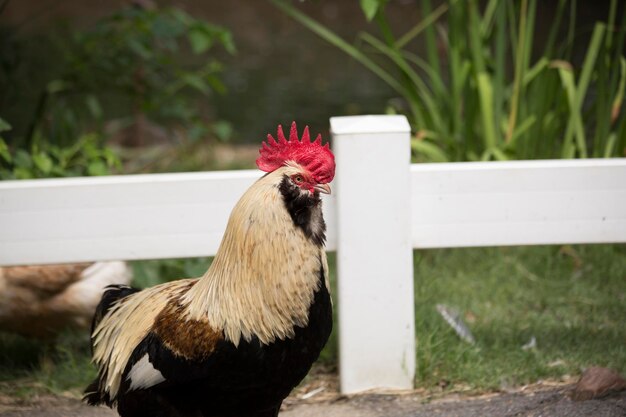 Photo free range faverolle rooster