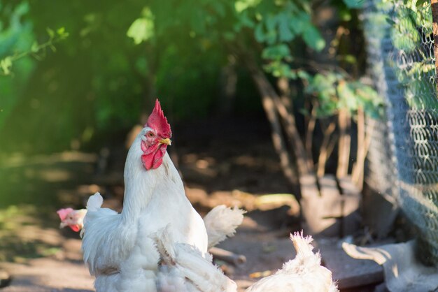 Free range living chicken on farm Hens roam freely in green paddock Free rang hens farm