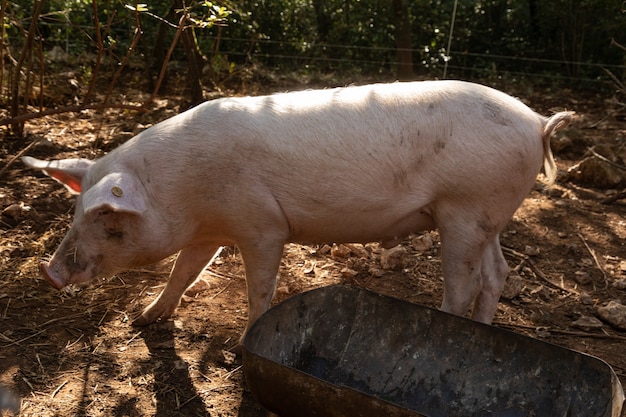 Free-range pigs with their trough in the forest