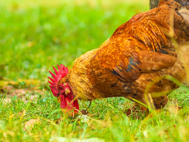 free range rooster in the field