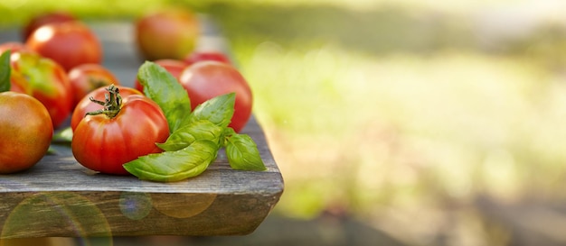 Free space on a green background and red homemade tomatoes and basil on the table