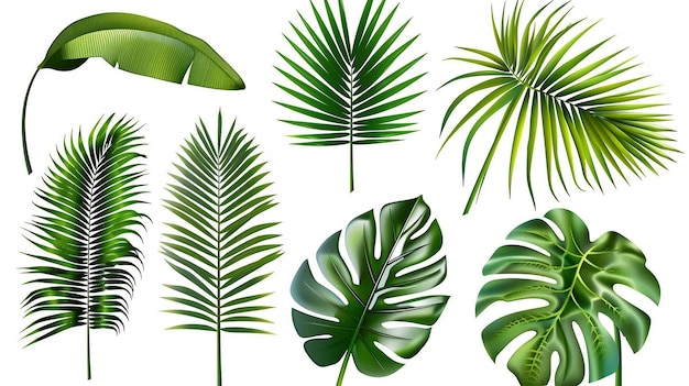 Photo free vector tropical palm leaf isolated on white realistic green summer plant tree set tropic branch