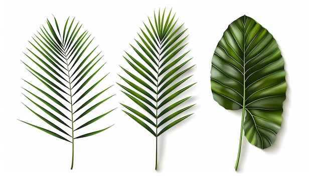 Free vector tropical palm leaf isolated on white realistic green summer plant tree set tropic branch