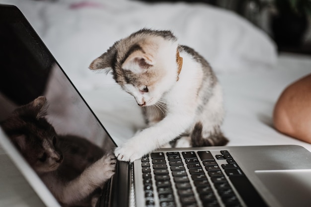 Freelance work from home cat play with laptop little kitten looking the laptop while its female