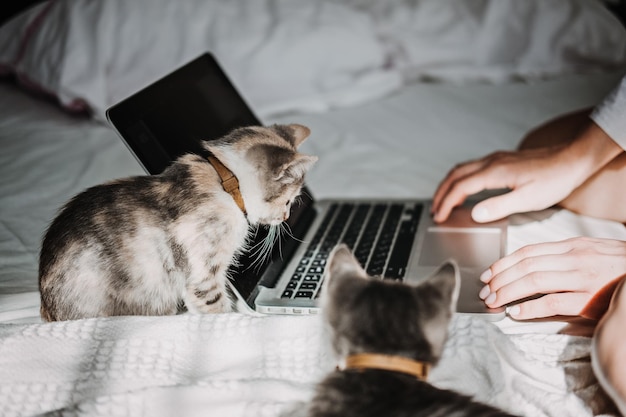 Freelance work from home cat play with laptop little kitten looking the laptop while its female