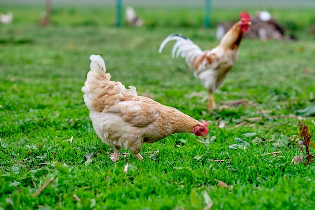 Freerange chickens on a private farm The concept of proper nutrition when breeding chickens