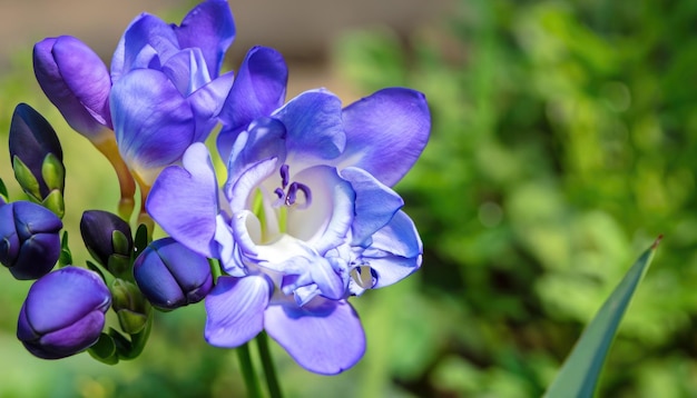 Photo freesia flowering in the garden with copy space