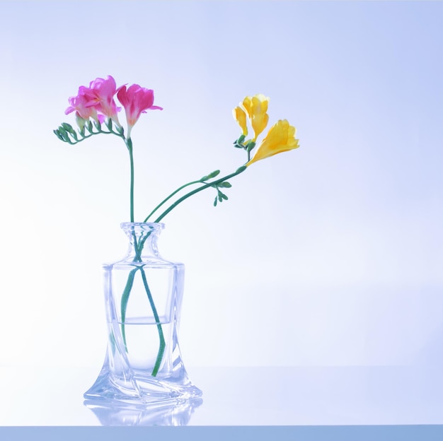 Freesia in glass vase on blue background