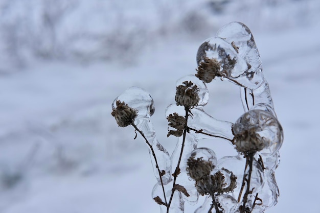 Freezing flower plant in ice on the snow meadowhigh horizontal quality photo