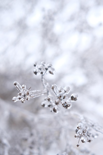 Freezing flower plant in ice on the snow meadowhigh vertical quality photo