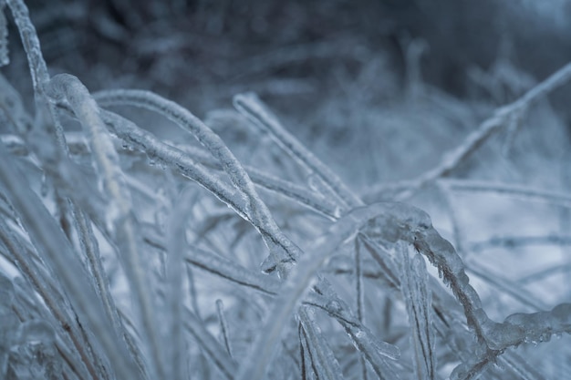 Freezing rain winter Ice and snow on branch after Freezing rain Branch fully encapsulated in ice glaze Winter background