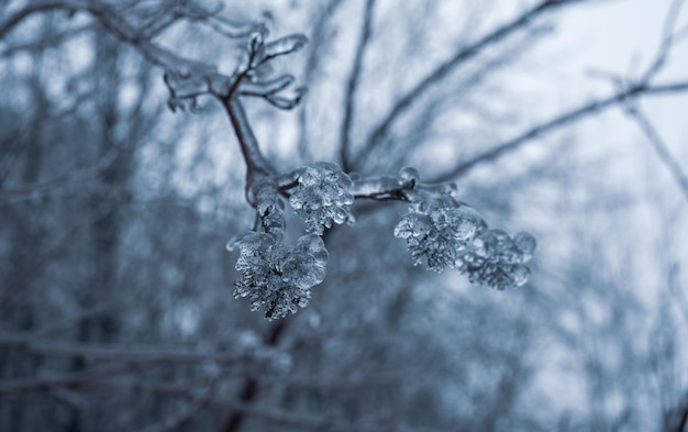 Freezing rain winter Ice and snow on branch after Freezing rain Branch fully encapsulated in ice glaze Winter gloomy background