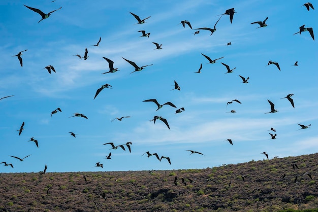 Fregata magnificens  group colony of Magnificent Frigatebirds at in the Sea of Cortez in Mexico