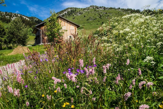 French alps landscape