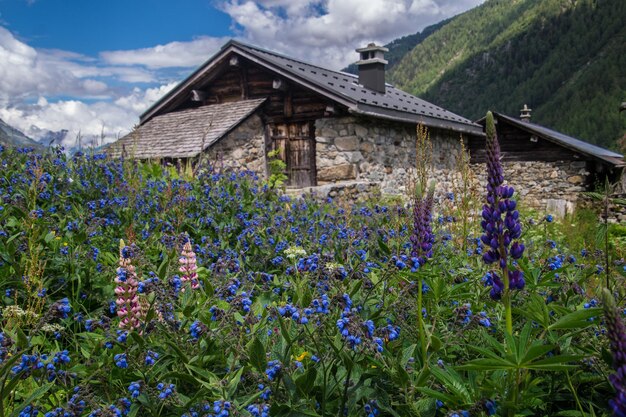 French alps landscape