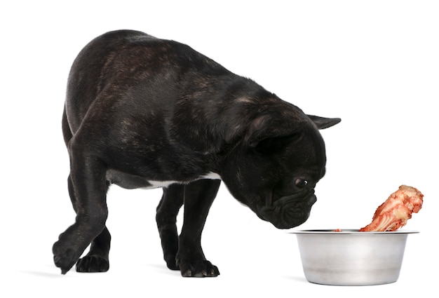 French Bulldog, 12 months old, sniffing bone in bowl against white wall