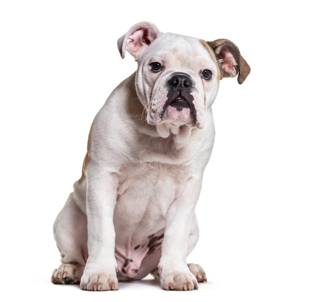 French Bulldog, 5 months old, sitting against white background