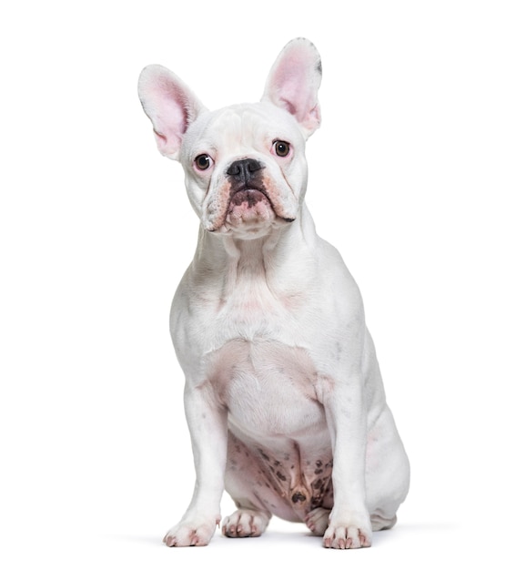 French Bulldog, 8 months old, sitting in front of white background