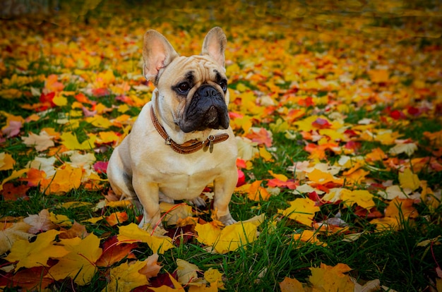 French bulldog on the background of fallen leaves