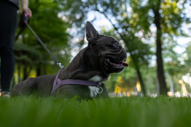 French bulldog breed spilled onto the lawn and looks ahead