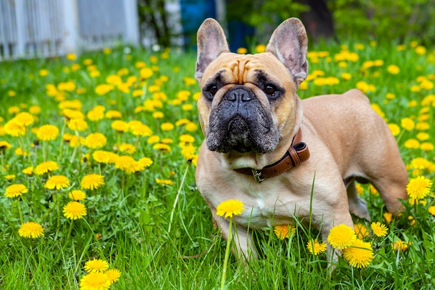 French bulldog closeup on the background of yellow dandelions