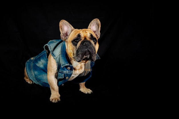 French bulldog in a denim jacket isolated on a black background