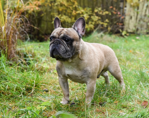 French bulldog dog on autumn background