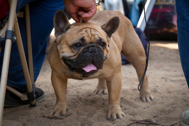 A French bulldog at a dog show. ...