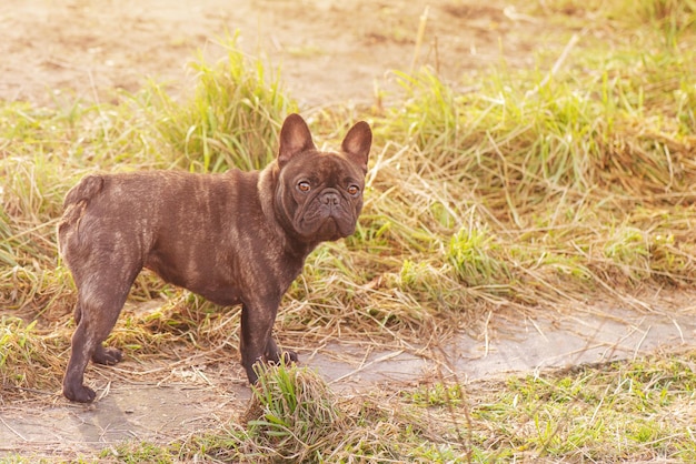 French bulldog dog on a walk Animal pet