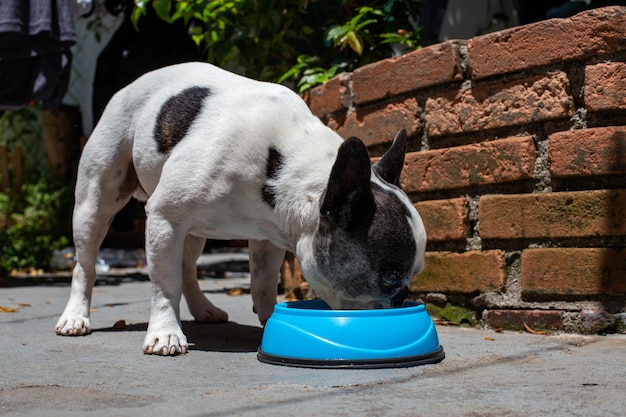 French bulldog eating natural food from a blue pot