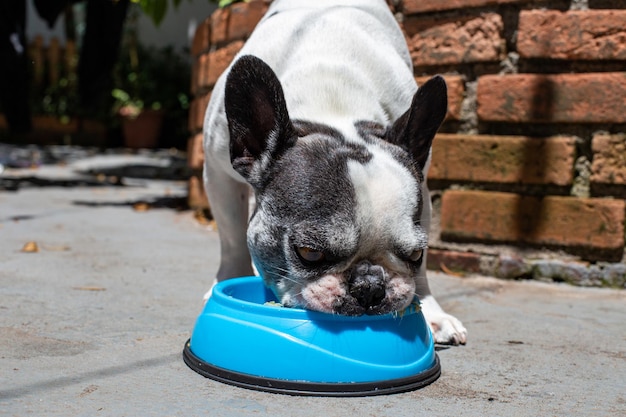 French bulldog eating natural food from a blue pot