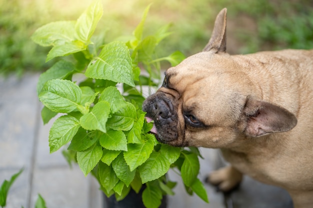 French bulldog enjoy eating vegetable plant at garden