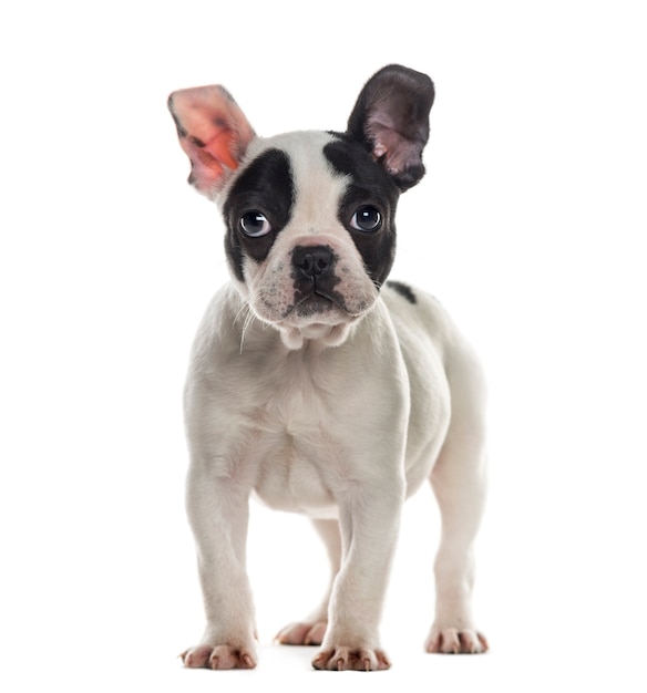 French Bulldog in front of a white wall